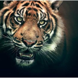 Fototapeta - Tygrys bengalski, czarna