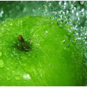 Fototapeta - Zielone jabłko, woda