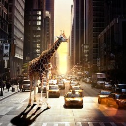 Fototapeta - Żyrafa w wielkim mieście