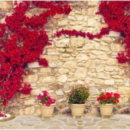Fototapeta - Czerwone kwiaty na murze