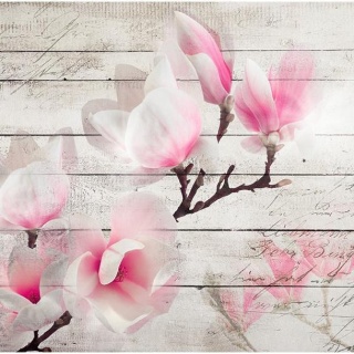 Fototapeta - Delikatność Magnolii