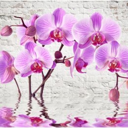Fototapeta - Fioletowa Orchidea, Mur