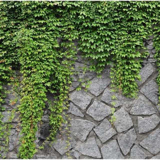 Fototapeta - Kamienny Mur i Bluszcz