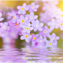 Fototapeta - Kwiaty nad wodą, Fiolet
