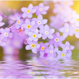Fototapeta - Kwiaty nad wodą, Fiolet