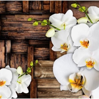 Fototapeta - Kwitnące orchidee Drewno