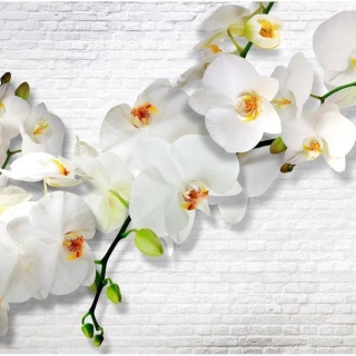 Fototapeta - Miejska orchidea