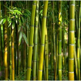 Fototapeta - Orientalny ogród, Bambus