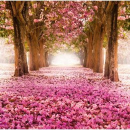 Fototapeta - Różowa Alejka, kwiaty