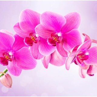 Fototapeta - Różowa orchidea 3D
