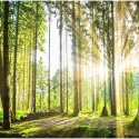 Fototapeta - Słońce w lesie, natura