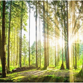 Fototapeta - Słońce w lesie, natura