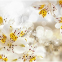 Fototapeta - Słoneczne kwiaty 3D