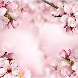 Fototapeta - Wiosenny kwiat wiśni