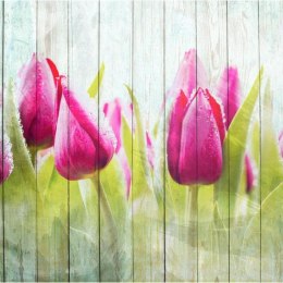 Fototapeta - Wiosna, tulipany, drewno