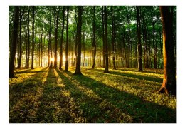 Fototapeta samoprzylepna - Słońce w Lesie