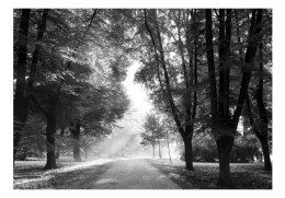 Fototapeta samoprzylepna - Czarno-Biały Park