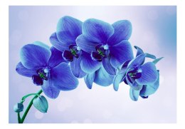 Fototapeta samoprzylepna - Niebieski Kwiat