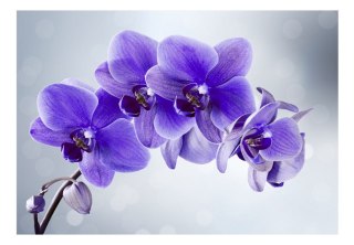Fototapeta samoprzylepna - Fiolet - Orchidea