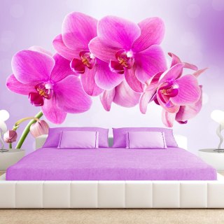 Fototapeta samoprzylepna - Różowa Orchidea