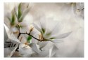 Fototapeta - Białe magnolie, Natura
