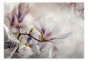 Fototapeta - Różowe magnolie, Natura