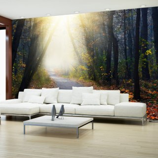 Fototapeta samoprzylepna - Droga przez las