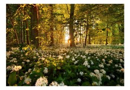 Fototapeta samoprzylepna - Kwiaty w Lesie