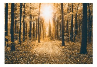 Fototapeta samoprzylepna - Jesienny Las