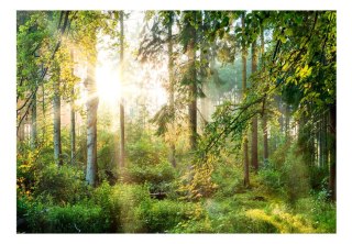Fototapeta samoprzylepna - Piękny Las Natura