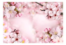 Fototapeta samoprzylepna - Wiosenny kwiat wiśni