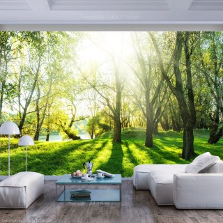 Fototapeta - Wiosna, Las, Natura