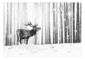 Fototapeta samoprzylepna - Jeleń na śniegu