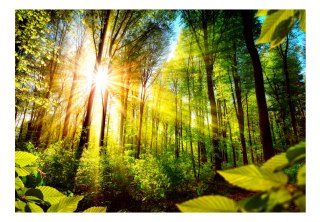 Fototapeta samoprzylepna - Słońce i Natura