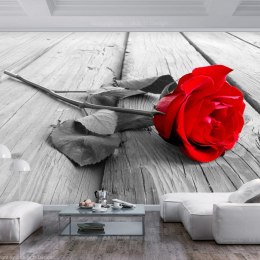 Fototapeta samoprzylepna - Porzucona róża