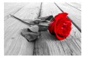 Fototapeta samoprzylepna - Porzucona róża