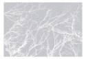 Fototapeta - Białe drzewa, Gałęzie