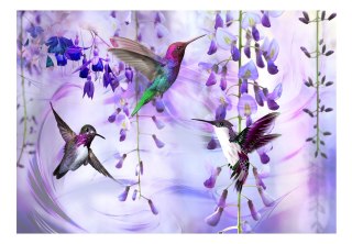 Fototapeta samoprzylepna - Kolibry, Fiolet