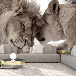 Fototapeta samoprzylepna - Lew i lwica