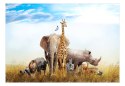 Fototapeta - Afrykańskie Zwierzęta