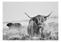 Fototapeta - Czarno-biała Krowa