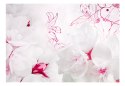 Fototapeta - Różowo-białe Kwiaty