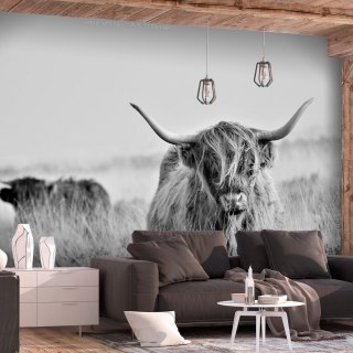 Fototapeta samoprzylepna - Krowa, Byk