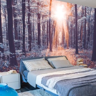 Fototapeta - Leśna Ścieżka, Szara