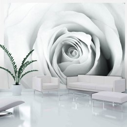 Fototapeta - Biała Róża, Płatki Róży