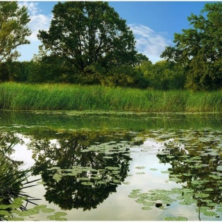 Fototapeta - Jezioro, Drzewa, Natura