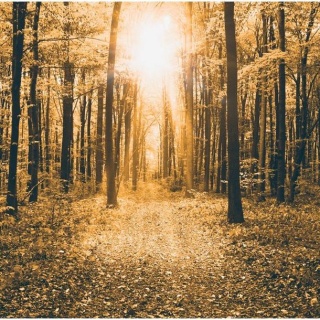 Fototapeta - Słoneczny Las, Sepia