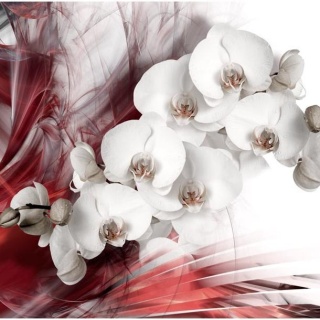Fototapeta - Orchidea, Czerwona
