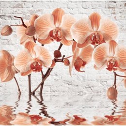 Fototapeta - Pomarańczowa Orchidea