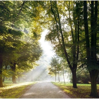 Fototapeta - Ścieżka, Drzewa, Natura